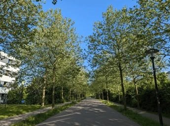 Peaceful Green Surroundings